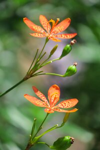 Wild flowers hua xie red photo