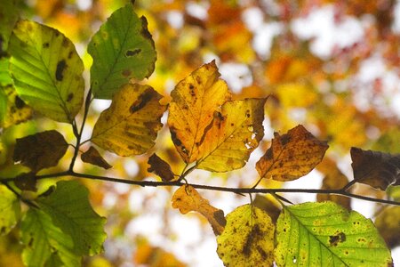 Nature fall tree