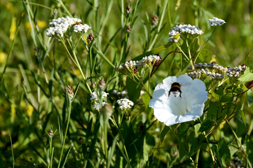 Nature blossom bloom