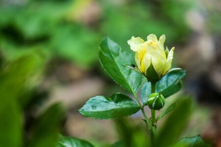 Garden leaf rose