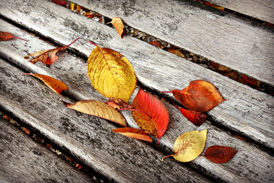 Wooden bench colorful golden