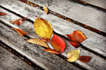 Wooden bench colorful golden photo