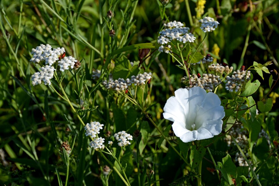 Nature blossom bloom