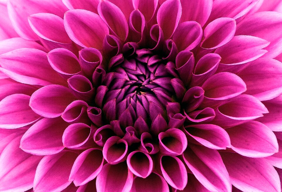 Flower garden ornamental flower blossom