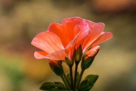 Petal bloom flower's