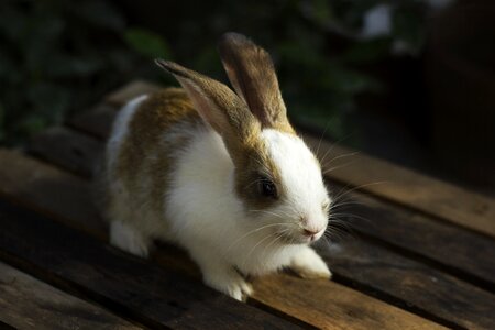 Bunny animal hare