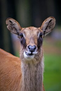 Serengeti park nature cute photo