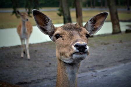 Fallow deer close up mammal photo
