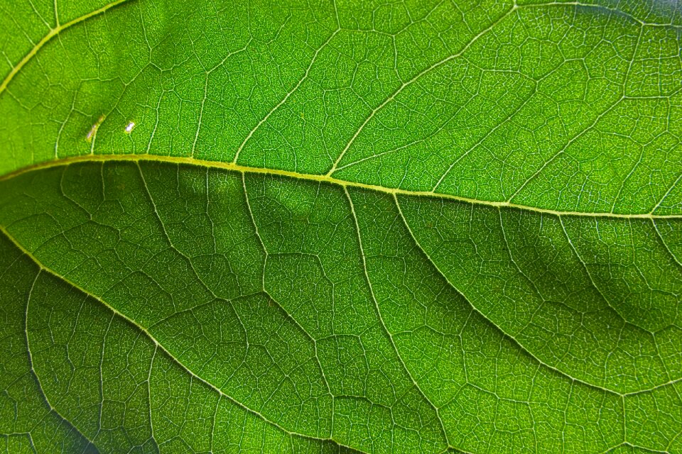 Green pattern foliage