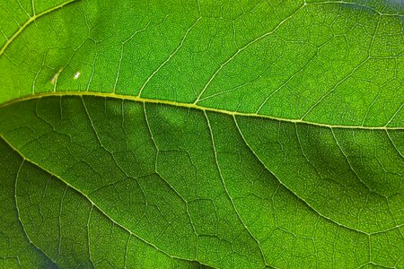 Green pattern foliage photo