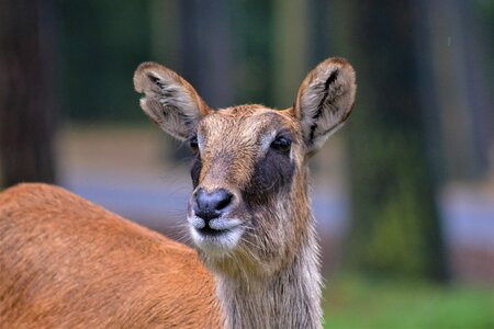 Face head animal world photo