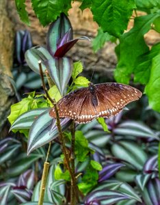 Wildlife insect wingspan photo