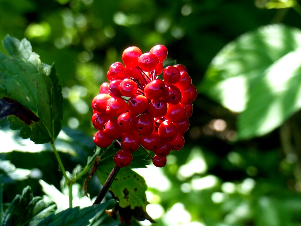 Garden red leaf
