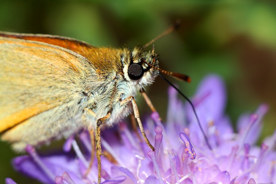 Butterflies nature macro