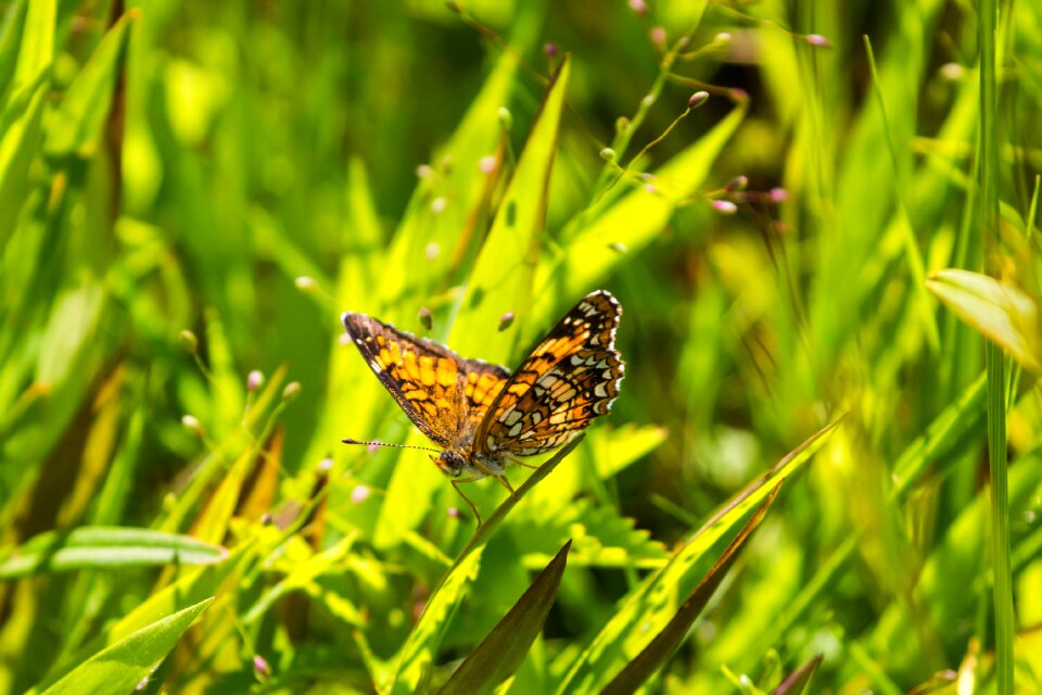 Butterfly insect grass