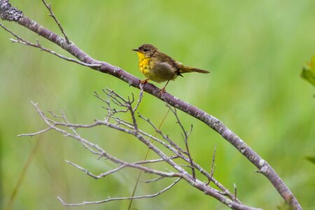 Little bird yellow chest branch photo