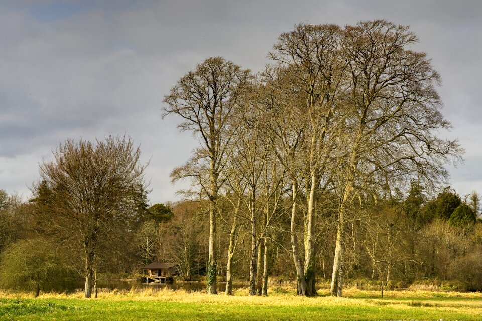 Wood forest tree photo