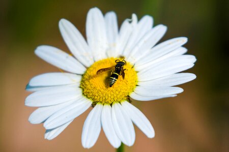 Bee flower daisy photo