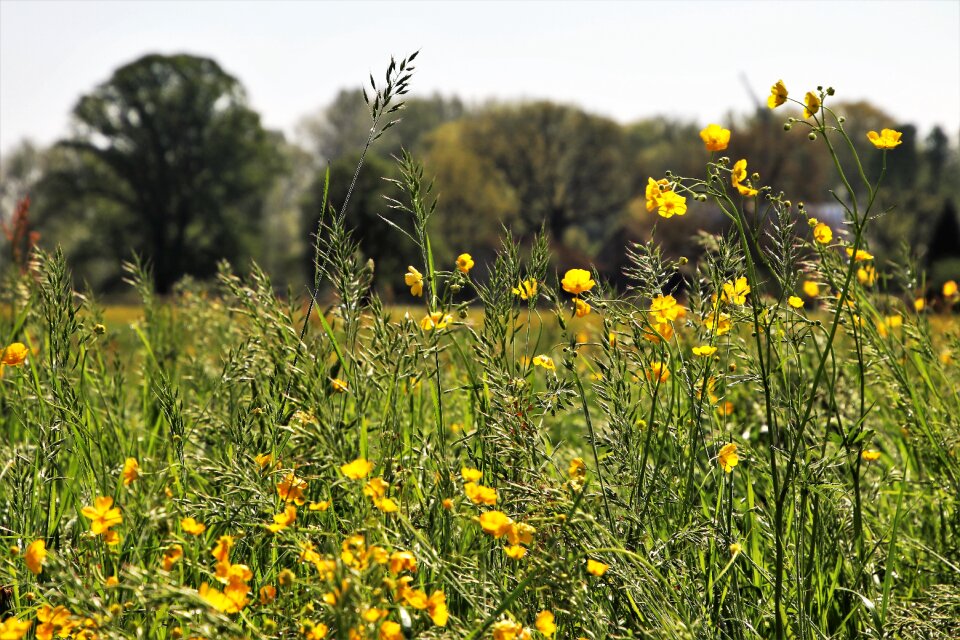 Spring flower plant