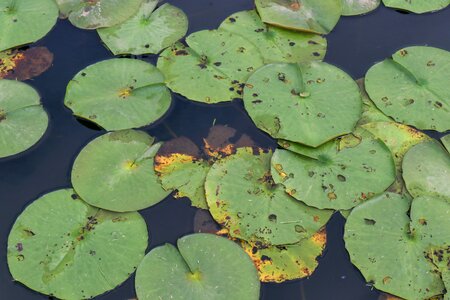 Water green nature