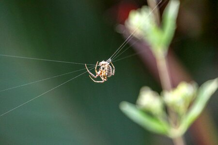 Animal case green web