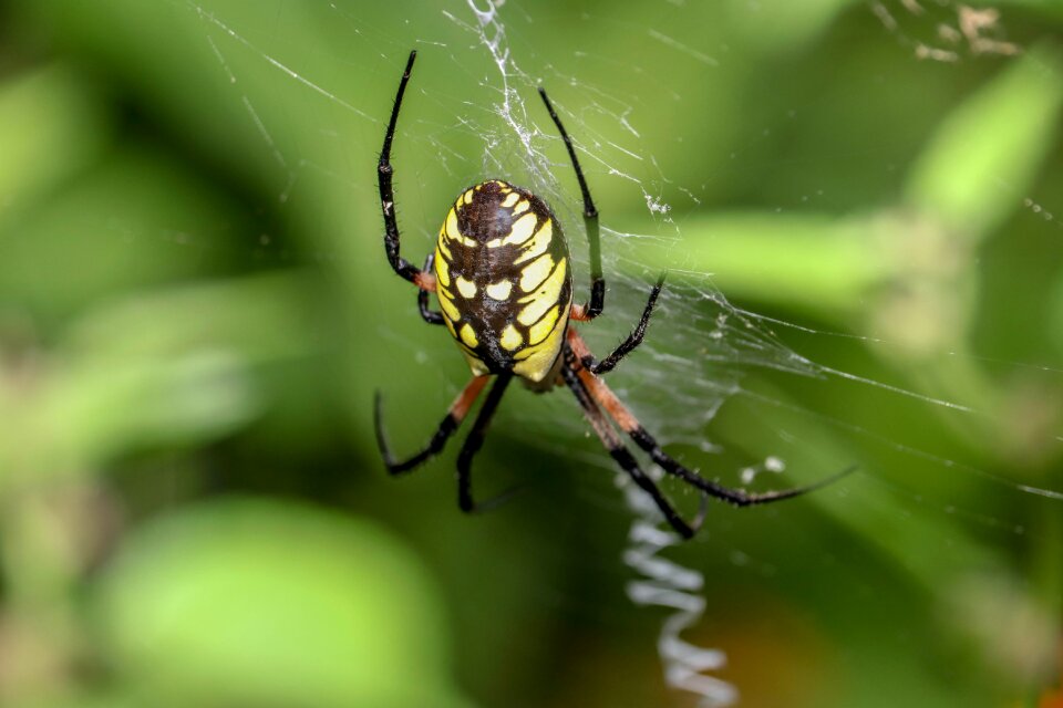 Animal case green web