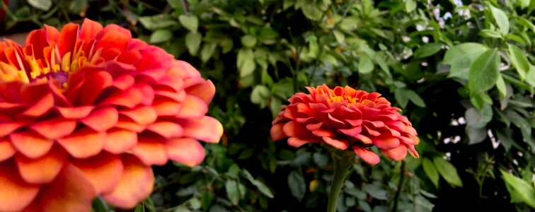 Petals leaf friendliness