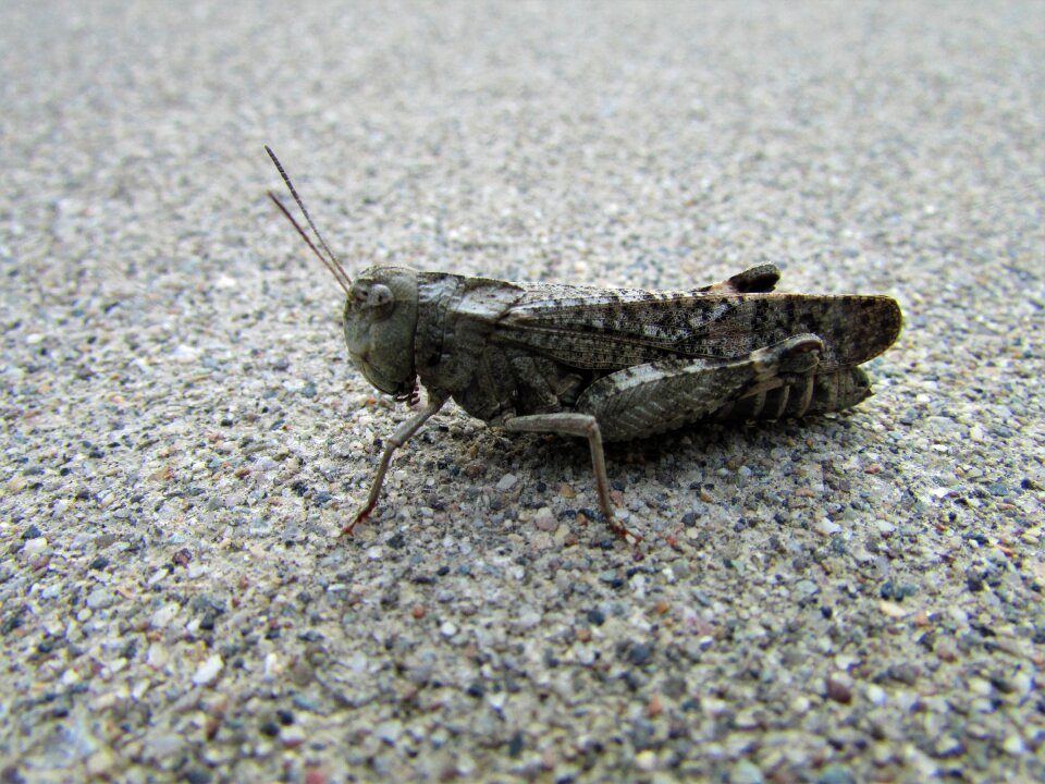 Gray creation red-winged grasshopper
