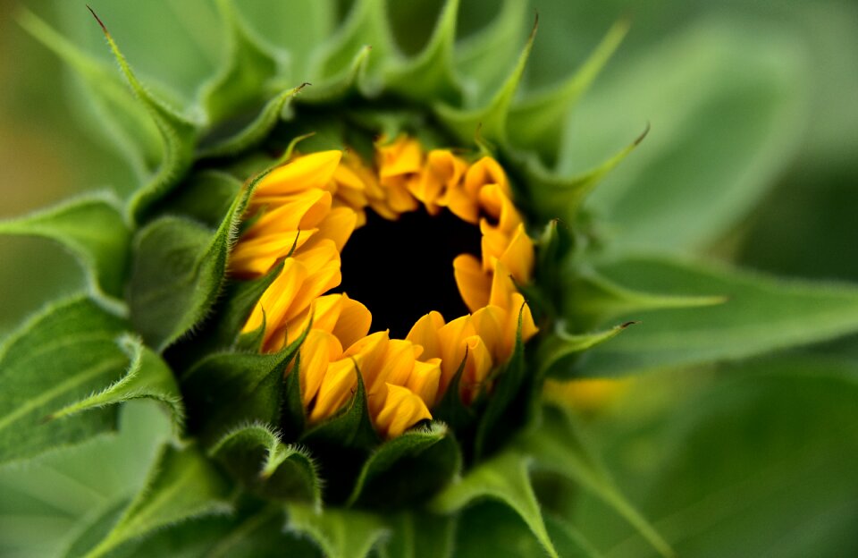 Bloom yellow nature