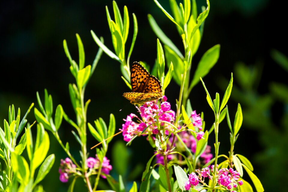 Butterfly flowers green