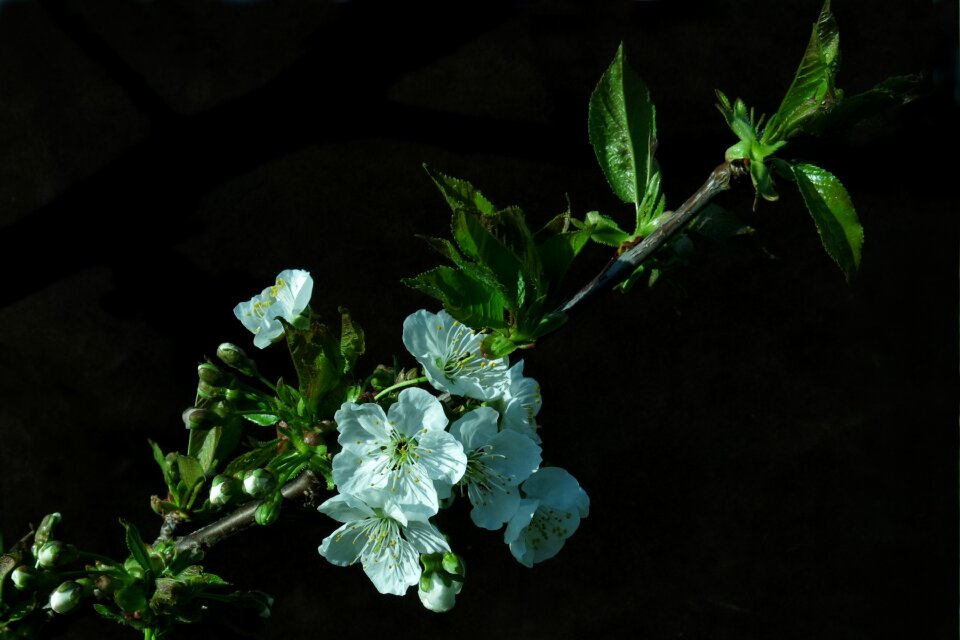 Plant nature tree