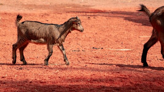 Young animals quadruped zoo