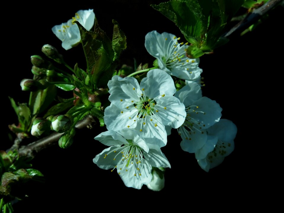 Plant nature tree