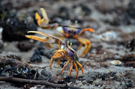 Gabon tongs carapace
