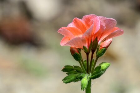 Petal bloom flower's photo