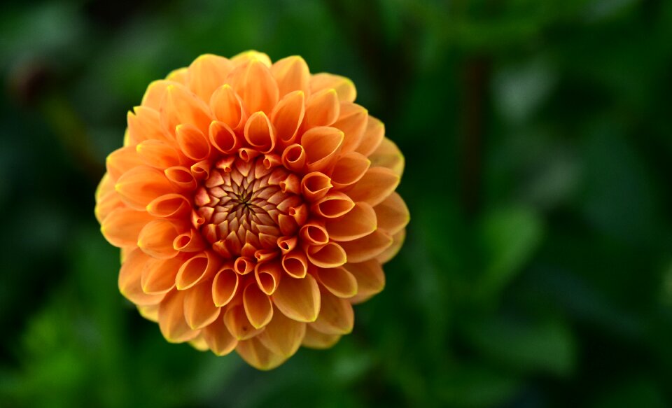 Bloom flower dahlia garden