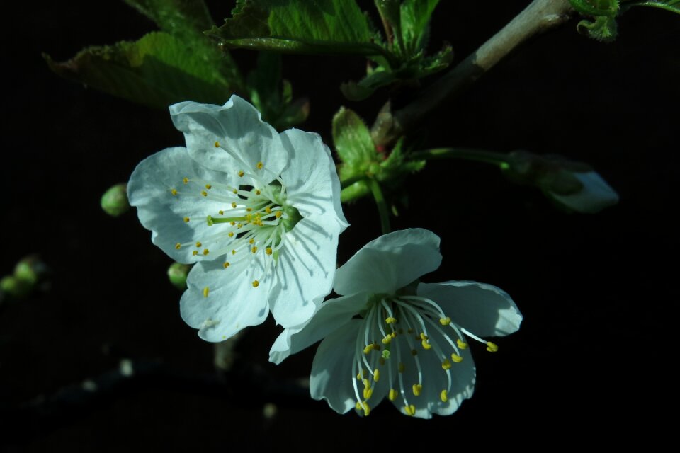 Plant nature tree