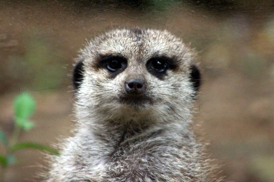 Mammal nature cute