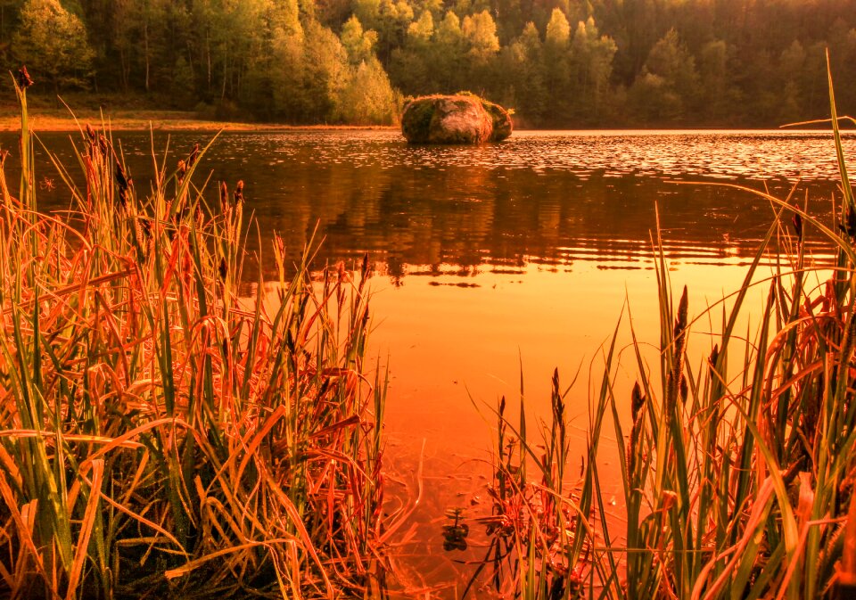 Rhineland palatinate lake reed