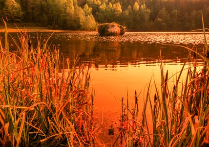 Rhineland palatinate lake reed