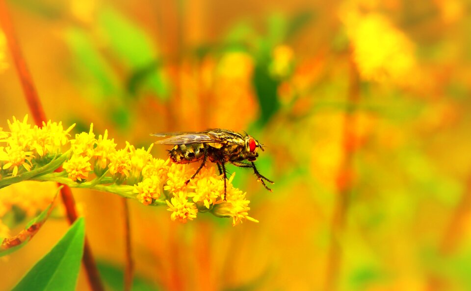 Flower animals nature