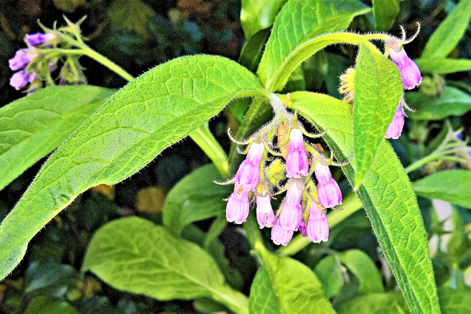 Bell-shaped flowers pink flowers spring