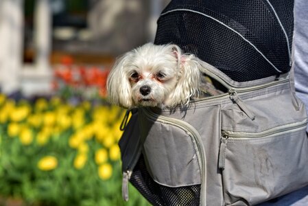 Mammal canine pet photo