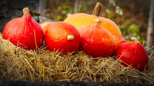 Autumn autumn decoration autumn vegetables