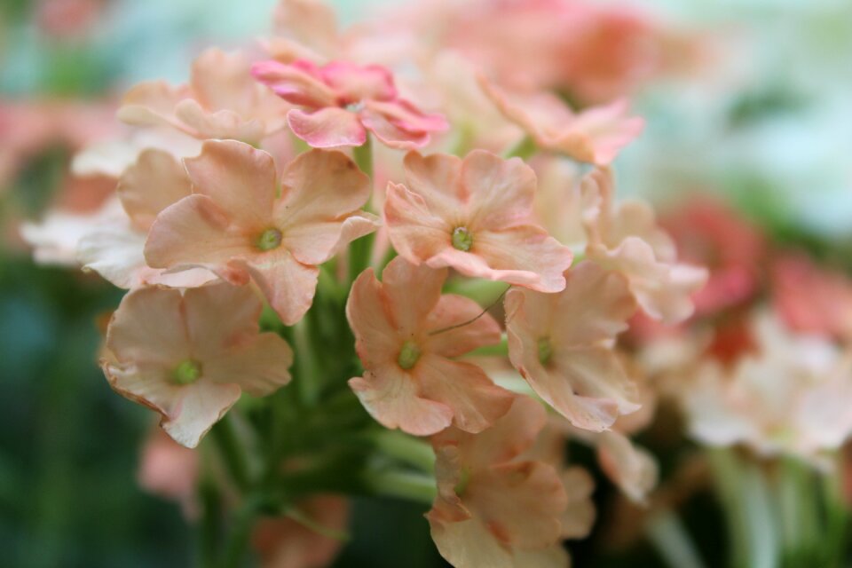 Blossom bloom plant