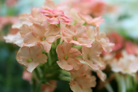 Blossom bloom plant photo