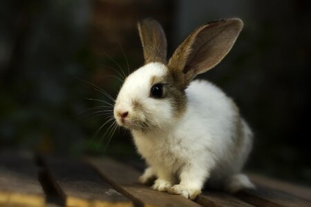 Animal pet hare photo