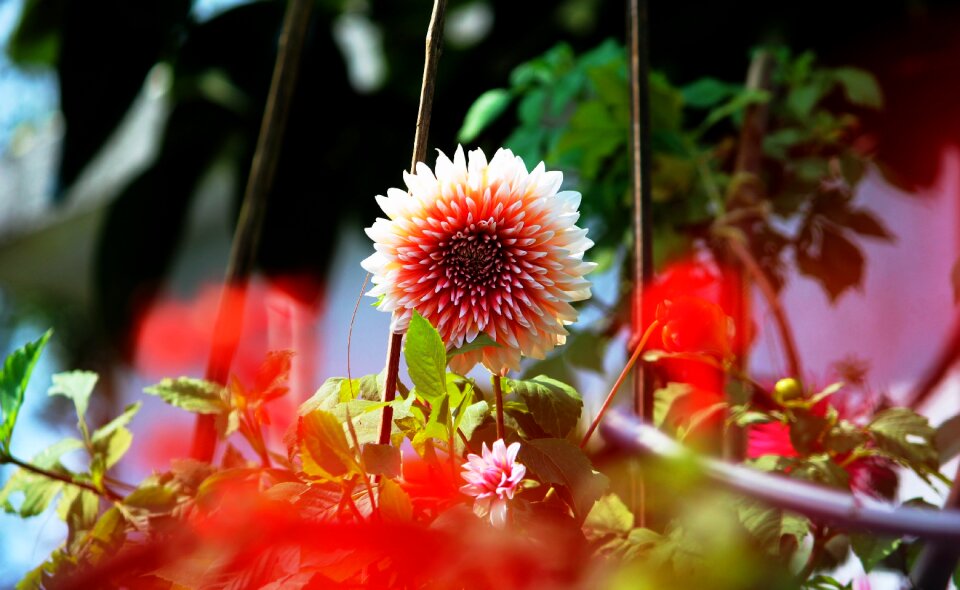 Sun flower white red