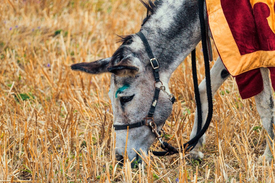Mammal livestock rural