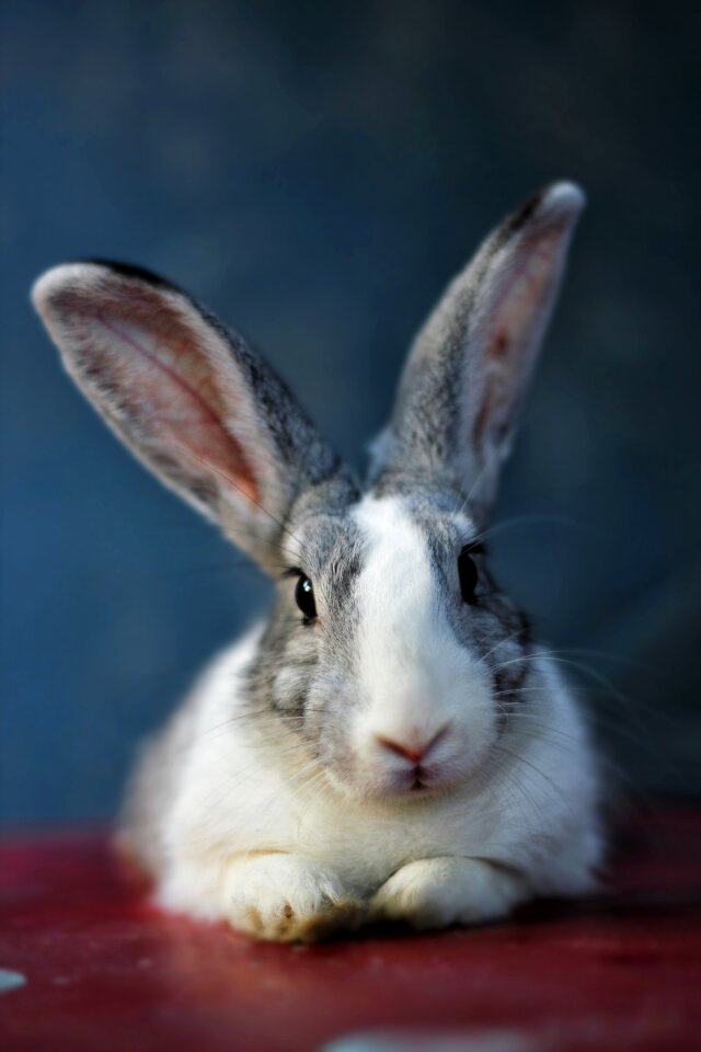 Pet hare blue animals